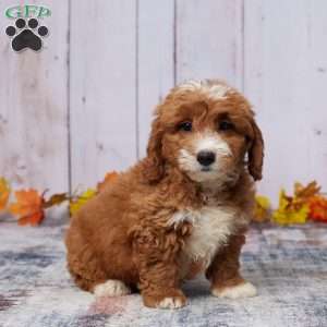 Jase, Mini Goldendoodle Puppy